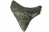 Serrated, Juvenile Megalodon Tooth - South Carolina #183057-1